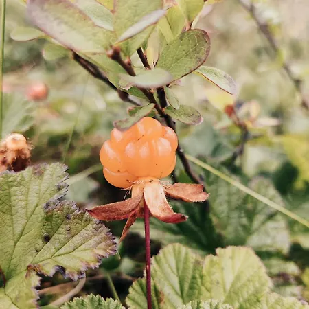 公寓 Roehkoestar 107