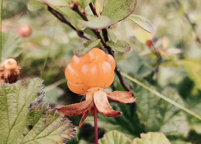 Apartman Roehkoestar 107